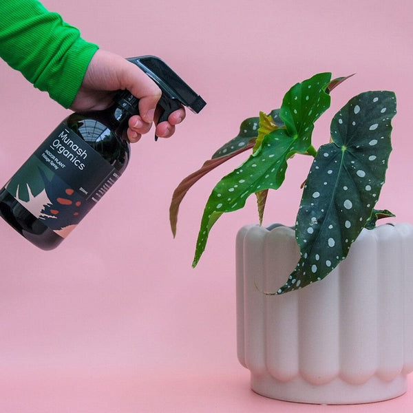 Munash foliage spray LittleLintons