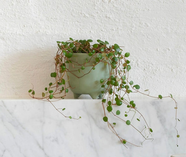 Myrtle & Moss botanical Candle Myrtle & Moss